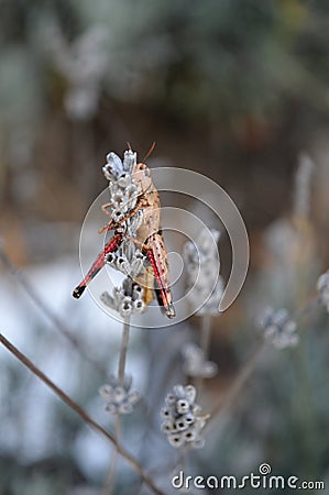 Grasshopper on lavender Stock Photo