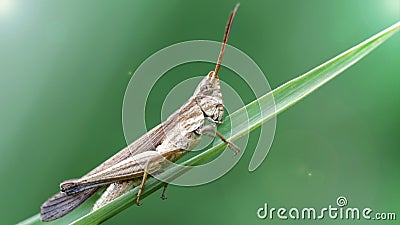 grasshopper climbing a blade of grass, macro photo. Small insect with long antennas and powerful legs for jump, nature photo Stock Photo