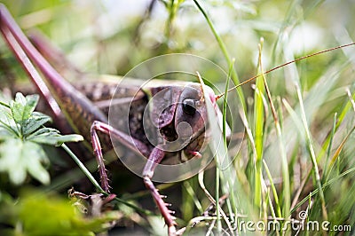 Grasshopper in the leaves Stock Photo