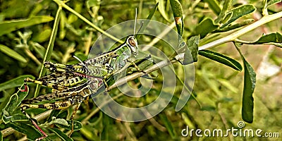 Grasshopper with little child Stock Photo