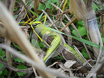 Grasshopper/Locust Stock Photo