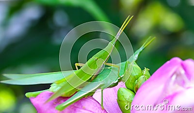 Grasshopper, locust Stock Photo