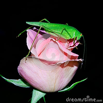 Grasshopper, locust, green is sitting on the Bud of pink roses Stock Photo