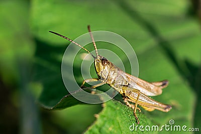 Grasshopper / locust on a leaf Stock Photo