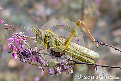 Grasshopper Locust & x28;Bombay Locust& x29; on green leaf the body is yel Stock Photo