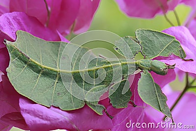 A grasshopper that looks like a guava leaf is perching on a wild plant. Stock Photo