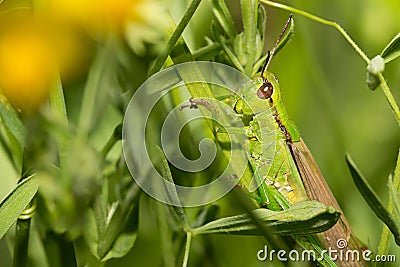 Grasshopper macro Stock Photo