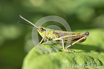 Grasshopper Stock Photo