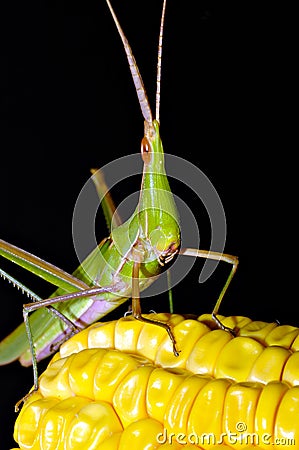 Grasshopper on maize Stock Photo