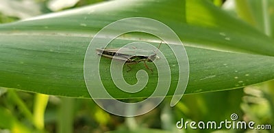 Grasshopper in the maize leaf green Stock Photo