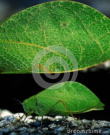 Grasshopper mimics tree leaf Stock Photo