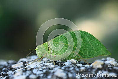 Grasshopper mimics tree leaf Stock Photo