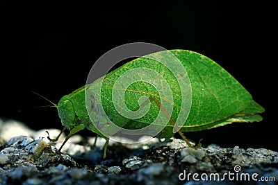 Grasshopper mimics tree leaf Stock Photo