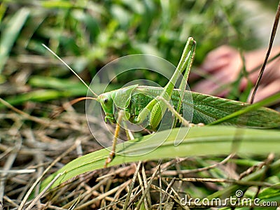 A grasshopper with the name great green bush cricket Stock Photo