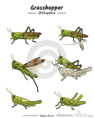 Grasshopper Package Stock Photo