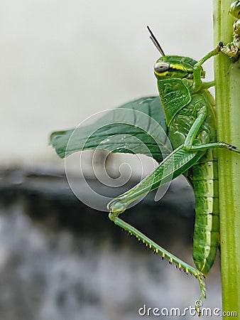 grasshopper perched on a branch of green grass Stock Photo