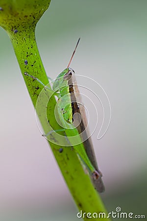 Grasshopper perched on a lotus flower Stock Photo