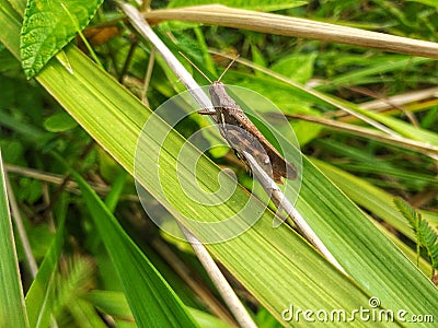 the grasshopper perched on the weeds Stock Photo