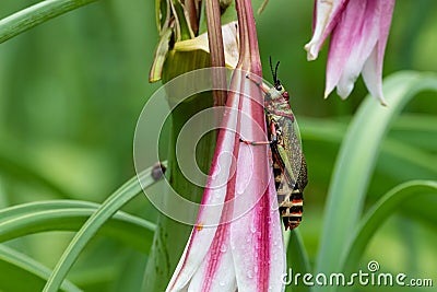 Grasshopper pest flower destruction nature insect. Stock Photo