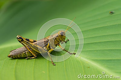 Grasshopper Stock Photo