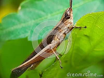 The grasshopper is resting and sticking to the green leaves Stock Photo