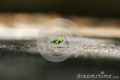 Grasshopper on sharpness line Stock Photo