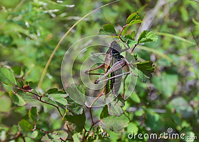 Grasshopper sits on a branch, Altai, Siberia Stock Photo