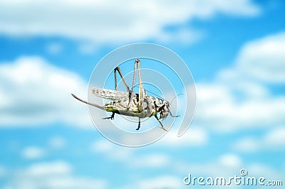 Grasshopper sits on glass shield on the background of cloudy sky. Large locust insect in nature close-up Stock Photo