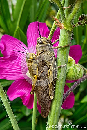 Grasshopper sitting on a common hollyhock in Trpanj, Dalmatia region, Croatia Stock Photo