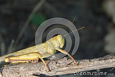 A Grasshopper Sitting On A Dead Twig Stock Photo