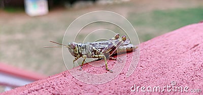 Grasshopper sitting on deck Stock Photo
