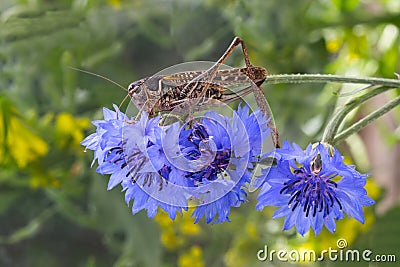 Grasshopper sitting on a flowered cornflower Stock Photo