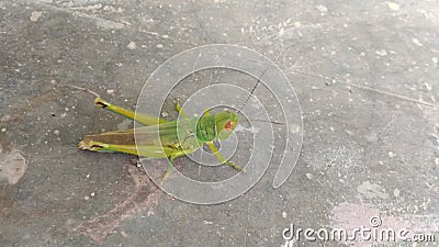 A grasshopper sitting on the grunge cement background Stock Photo