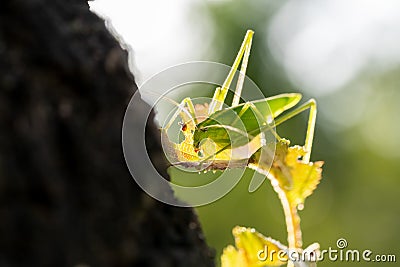 Grasshopper sitting on a small leaf on a big tree, selected focus Stock Photo