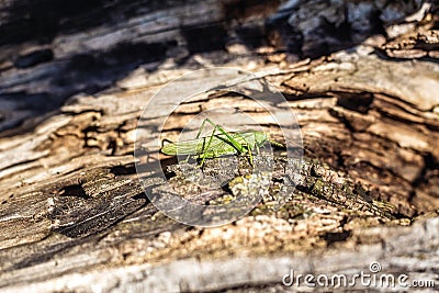 A grasshopper is sitting on a tree. Green grasshopper Stock Photo