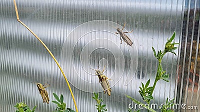 Grasshopper skipjack in the grass close up. A green grasshopper. Macro view Stock Photo