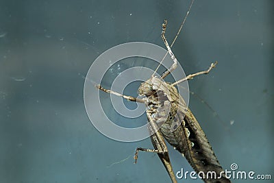 the grasshopper stuck to the window Stock Photo