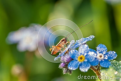 Grasshopper on a summer meadow sits on blue flowers of a forget Stock Photo