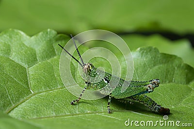 Grasshopper in Thailand. Stock Photo