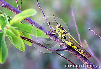 Grasshopper Valanga nigricornis Stock Photo