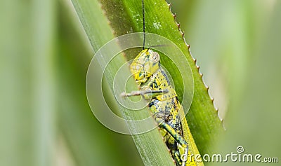 Grasshopper Valanga nigricornis Stock Photo