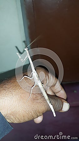 Grasshopper Is a very cute breed Stock Photo