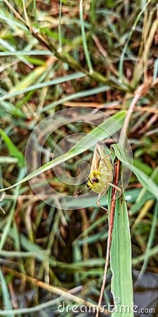 Grasshopper watching me Stock Photo