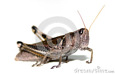Grasshopper on White Stock Photo