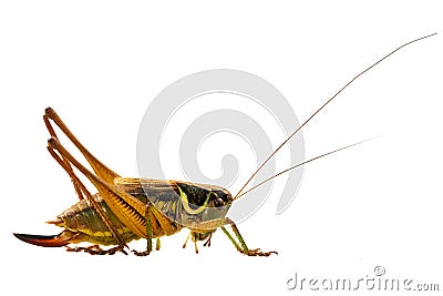 Grasshopper on a white background Stock Photo