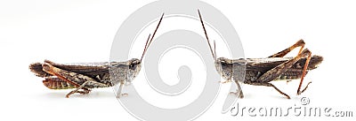 Grasshopper white background. Wildlife and nature concept Stock Photo