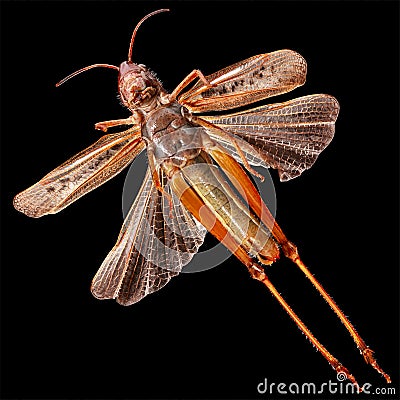 Grasshopper Wings Stock Photo