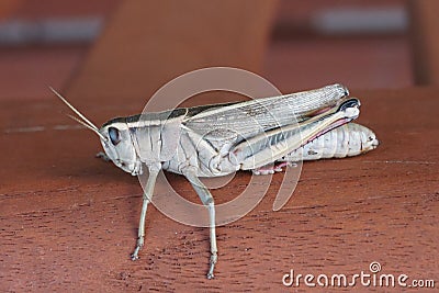 Grasshopper on wood Stock Photo