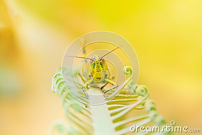 Grasshopper yellow on branch of trees with copy space add text select focus with shallow depth of field Stock Photo