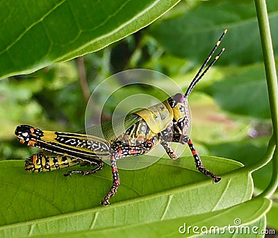 Variegated Grasshopper Stock Photo